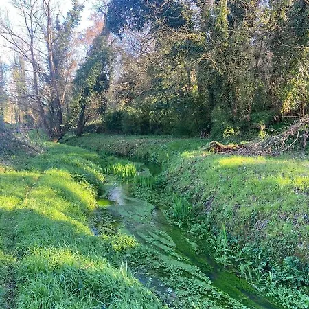 Tenerisognidori * Камайоре