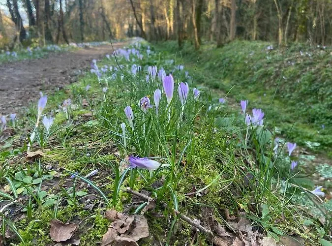 Tenerisognidori 別荘