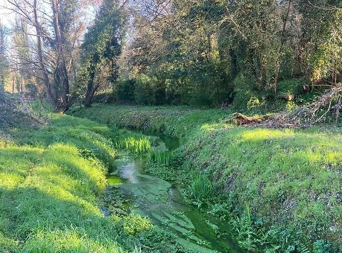 Tenerisognidori * カマイオーレ